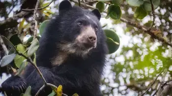 oso de anteojos