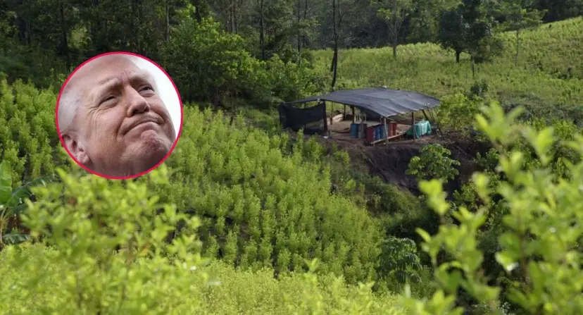 Estados Unidos descertificó a Colombia en lucha contra las drogas ¿Qué pierde y qué gana Colombia tras descertificación de EE. UU. en lucha contra las drogas?