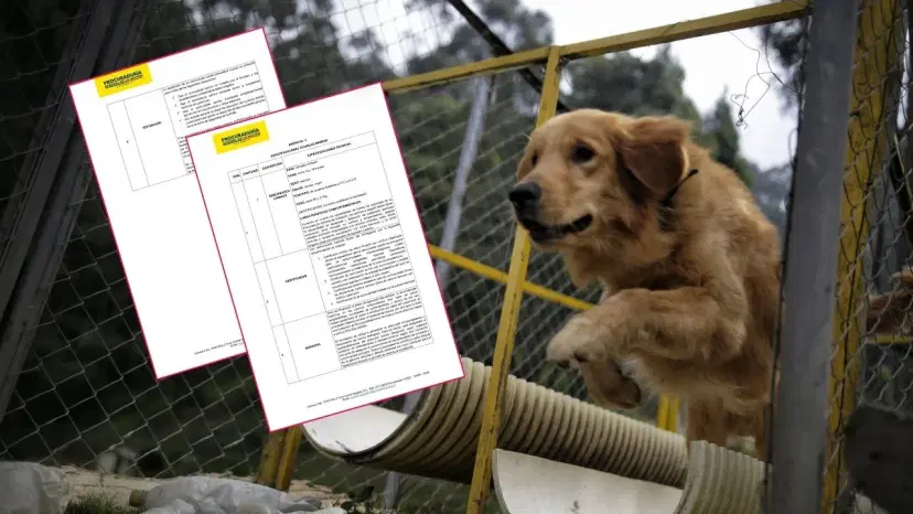 Tres golden retriever para vigilancia de la Procuraduría serán comprados Informe especial | ¿Debería comprar la Procuraduría tres perros para vigilancia?